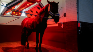 woodlands riding center red light therapy