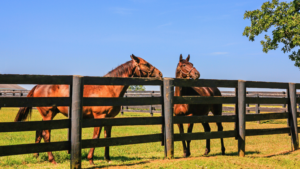 places for horse boarding in tomball texas